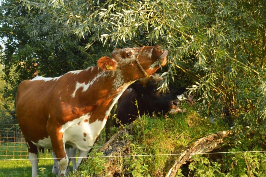 Koe vreet van wilg Jacco de Stigter LBI JPG 2